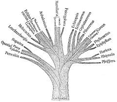 "Phylogenetic Tree"