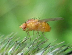 Drosophila melanogaster